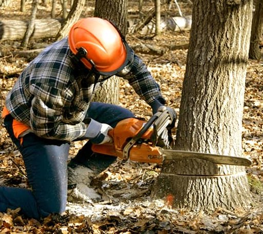 Tree Removal in Kinards, SC
